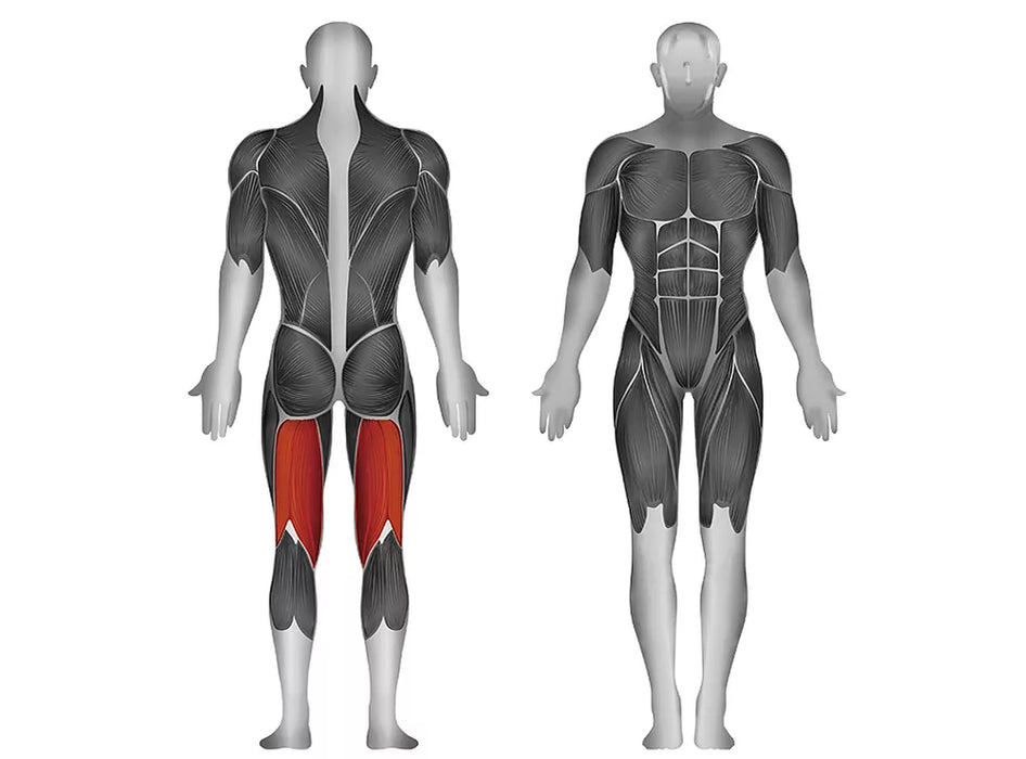 Steelflex Plate Load Leg Curl