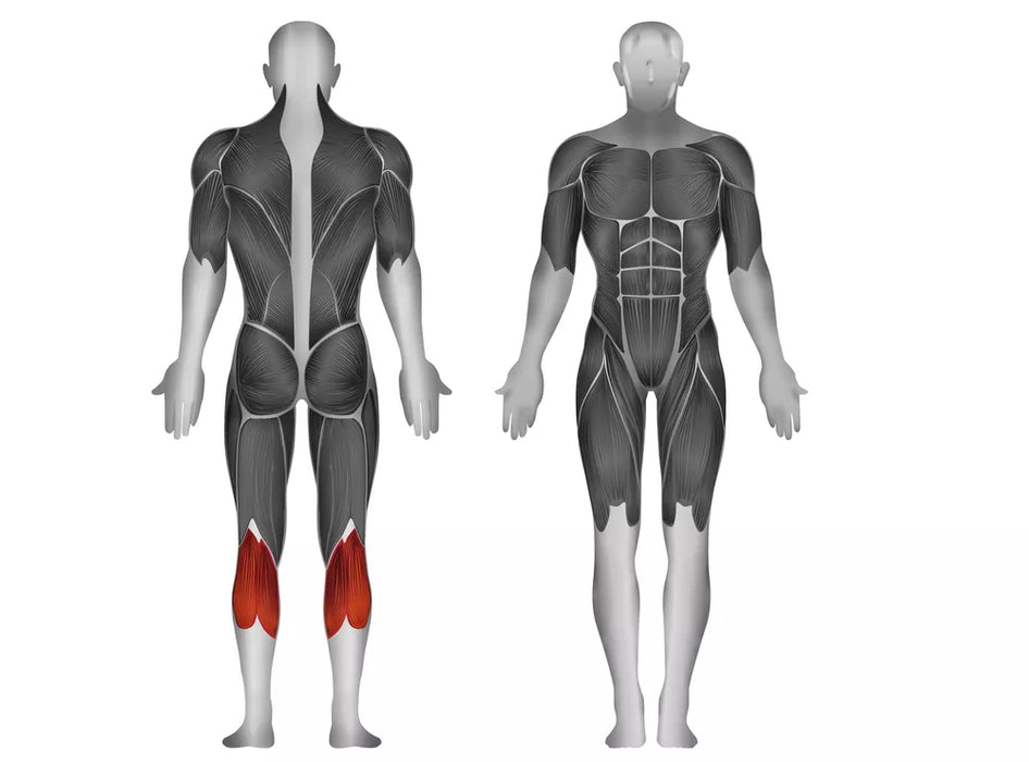 Steelflex Plate Load Seated Calf